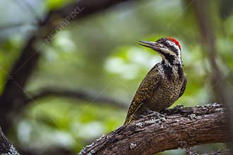 Bearded Woodpecker in Kruger National park, South Africa