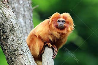 Golden Lion Tamarin