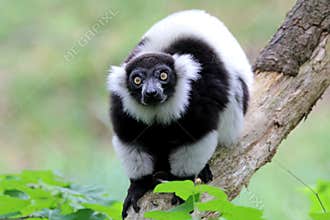 Black-and-white ruffed lemur