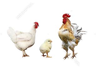 family portrait poultry chicken, red rooster bright yellow little chicken on a white isolated background