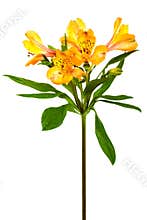Freshness alstroemeria
