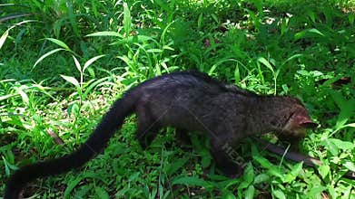 Civet cat Java Indonesia