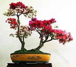 Azaleas bonsai