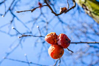 Dry mummified fruits on a tree branch in the sunny spring day