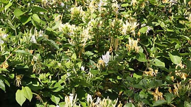 Ornamental plant Japanese Honeysuckle