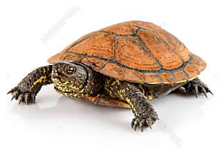 Tortoise pet animal isolated on white