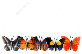 The colourful butterfly isolated on white background