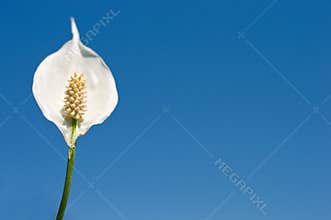 Peace lily on blue sky