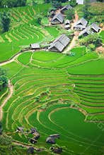 Rice paddy