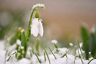 Snowdrops spring flowers. Beautifully blooming in the grass at sunset. Delicate Snowdrop flower is one of the spring symbols. Ama