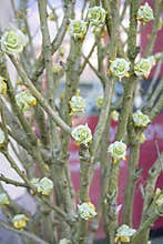 Artifical blooms on bare winter branches
