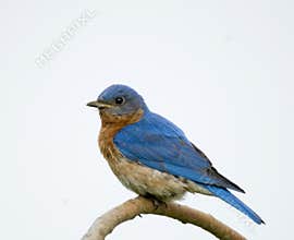 Male Eastern Bluebird (Sialia sialis)