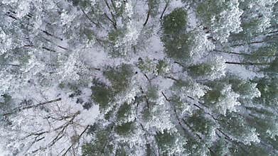 AERIAL. Sliding overhead drone shot of frosted white trees in cold winter. Greeting card background. Raw colours, 4k