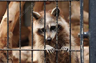 Raccoon behind bars