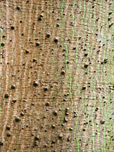 Bark of the Ceiba pentandra or White Silk-Cotton Tree