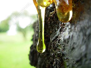 Tree sap