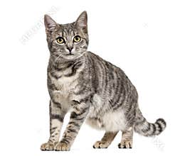 Grey stripped mixed-breed cat standing, isolated