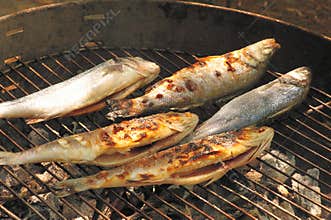 Grilled fish
