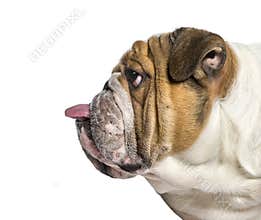 Profile of a english Bulldog, dog sticking the tongue out, isola