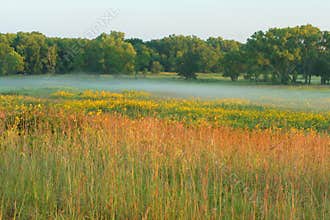 Tall grass prairie, misty morning