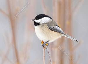 Cute Little Chickadee Perched On A Branch In Winter