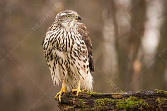 Birds of prey - Young northern goshawk Accipiter gentilis. Wildlife scenery.