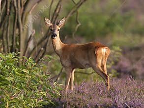 Roe deer doe