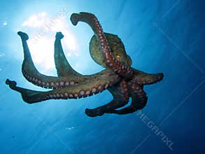Octopus