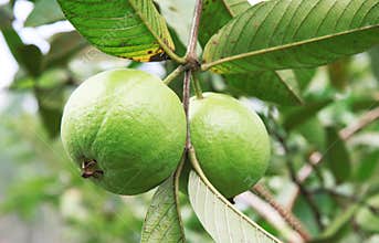 The Fresh Guava