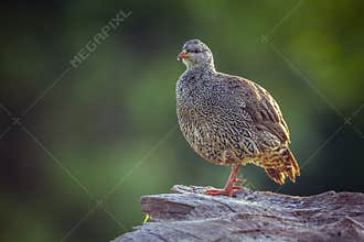 Natal francolin in Mapungubwe National park, South Africa
