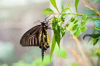 Beautiflu yellow butterfly swarm.