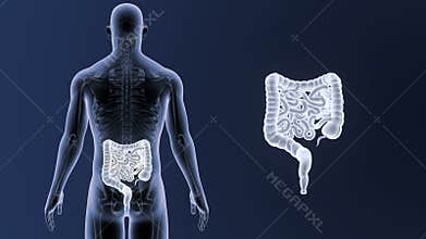 Intestine zoom with Skeleton Body