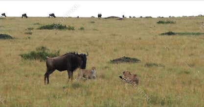 Cheetah, acinonyx jubatus, Adults hunting Wildebest, Masai Mara Park in Kenya,