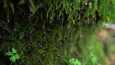 Water drop running down the moss growing on the side of the rock. Green moss with water droplet