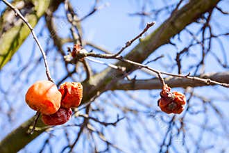 Dry mummified fruits on a tree branch in the sunny spring day