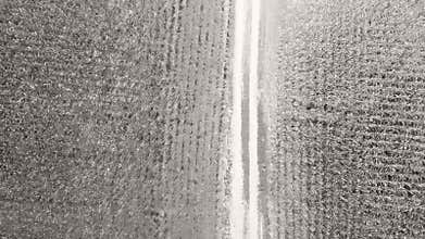 Alley through large fields