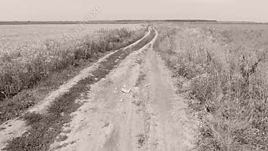 Alley through large fields