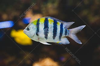 Aquarium fish - sergeant major or pÃ­ntano.