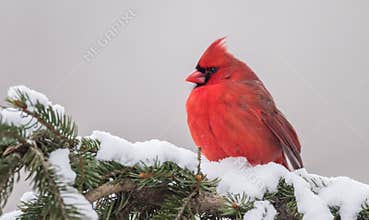 Northern Cardinal in Winter