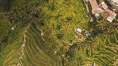 Terrace rice fields in Ubud, Bali,Indonesia.