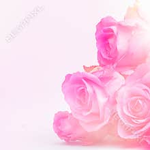 Happy Mother`s Day, Women`s Day, Valentine`s Day or Birthday Background. Greeting card with beautiful fresh pink roses.