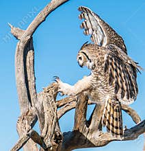 Avian Raptors in Tucson Arizona