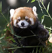 Red Panda