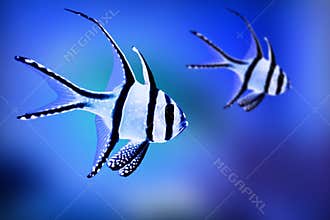 Fish exotic aquarium animals nature