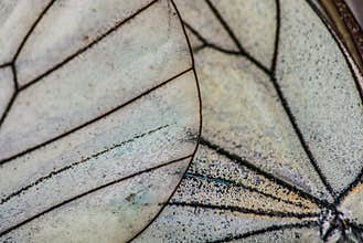 Butterfly wings close up