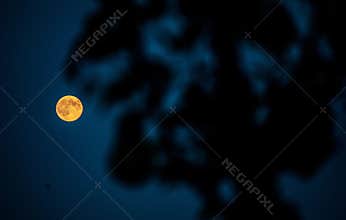 Moonlight and tree shadow