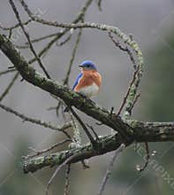 Blue bird on branches