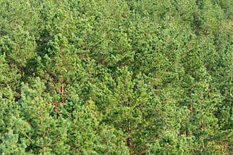 Pine trees, forest environment, nature background, aerial view