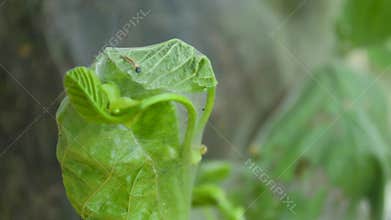 Yellow caterpillar butterfly larva worm slowly crawls behind the leaf close-up
