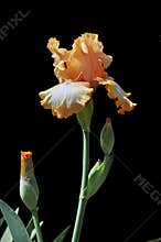 Iris flowers